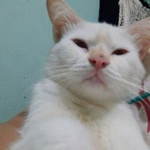 Mavic Arcales profile icon