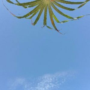 Diyana Dyn profile icon