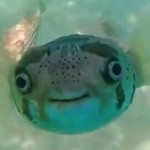 Baiifern Xindaeyo profile icon