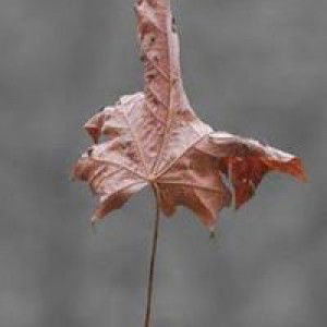 Yeng GoCan Leiram profile icon