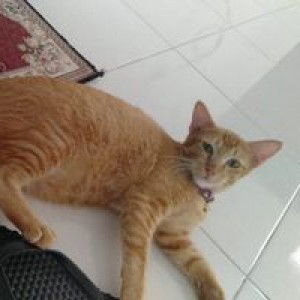 Jenny Lysha profile icon