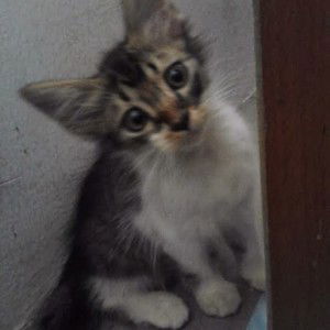 Yatie Maslini profile icon