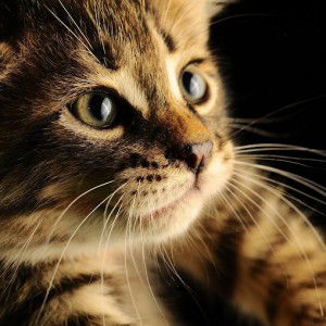 Lenny Meilany profile icon