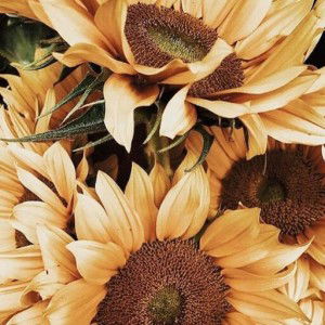 Kamelia Andriani profile icon