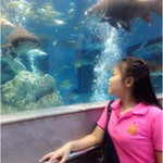 Koi Suphattra profile icon