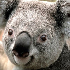 Mira Arqista Rahmania profile icon