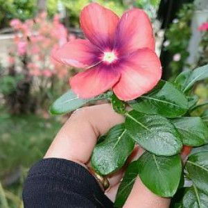 Utami indah Lestari profile icon