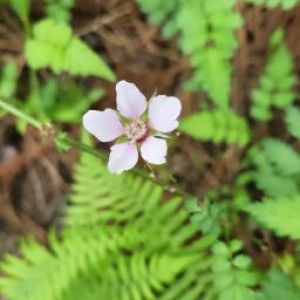 dila aida profile icon