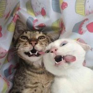 Wahyu Yuandira profile icon