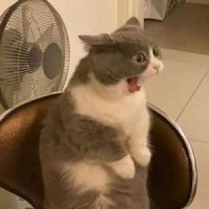 Hameedah Nisap profile icon