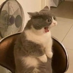 Hameedah Nisap profile icon