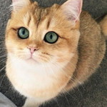 Eka Nurul profile icon