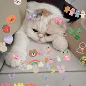 Tanchanui เยปโป้ โมชโช่ profile icon