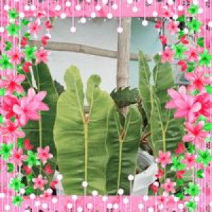 Jackie Matin Escarez profile icon