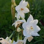 Putri Dari Umar profile icon