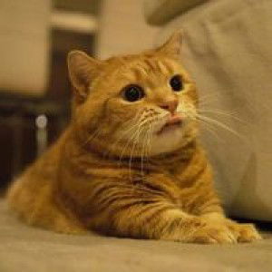 Lalida Tipklan profile icon