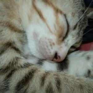 Nieth Kaz profile icon