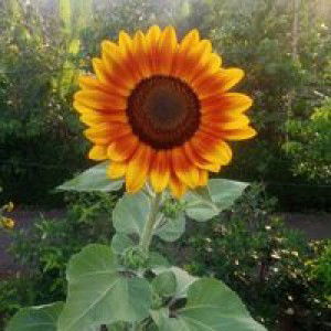 Diatri Santy profile icon