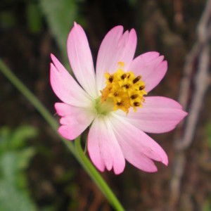 Adibah Arshad profile icon