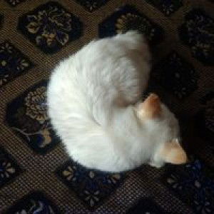 NUR A'FIFAH BT NOR HAMDA profile icon