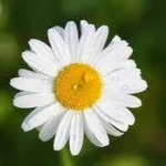 fathiah ahmad profile icon