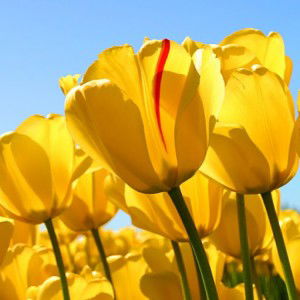 Dwi Novita profile icon