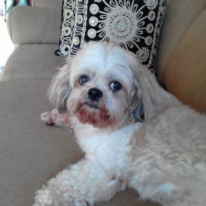 Ace angel Gica profile icon