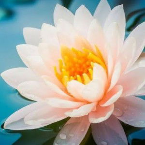 Blue Sky profile icon