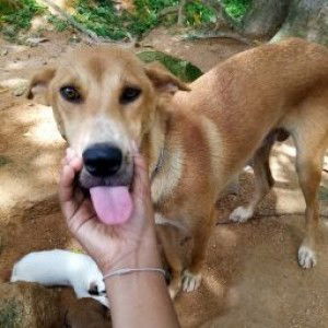 รวงข้าว ชาแนล profile icon