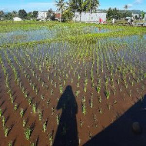 Indriyanti Tri S profile icon