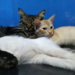 Catlover Dhejava DheJavu profile icon