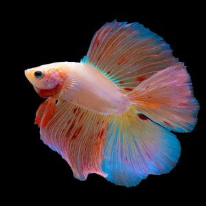 Asyikin A profile icon