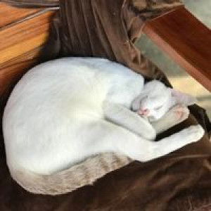 Sanan Chunkaesanarong profile icon