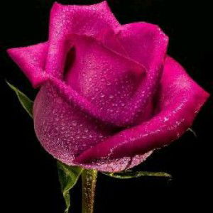 Siti Thoyibah profile icon