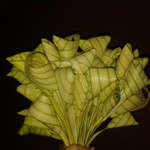 Shahirah Gazali profile icon