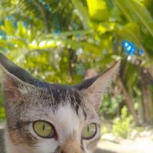 Dewi Arifin profile icon