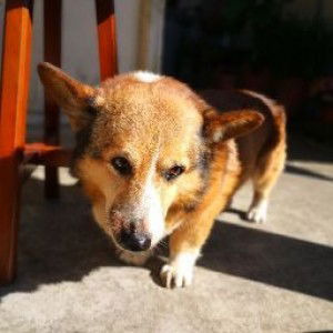 siewhwa tan profile icon