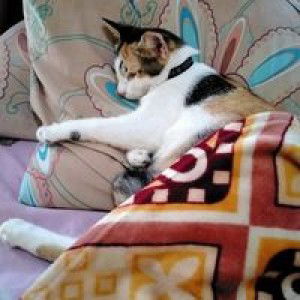 Hana Asyarif profile icon