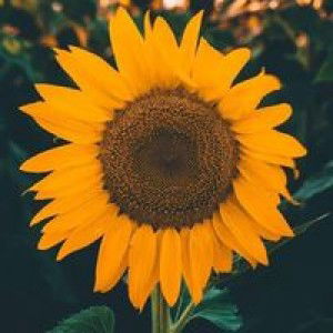 Dela Rosa Alfaro Shiela Marie profile icon