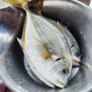 Oktavia Azkadina Shazfa profile icon