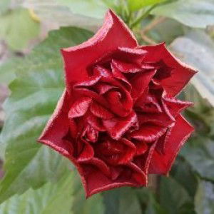 Adianto Hawu profile icon