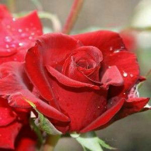 Husna Bakri profile icon