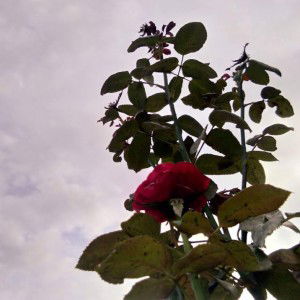 bunda sayang anak profile icon