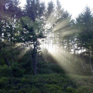 anisa anisa profile icon