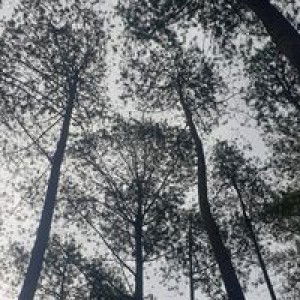 Nuy Nuraeni profile icon