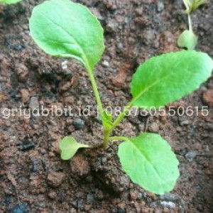 imroatul hidayah profile icon