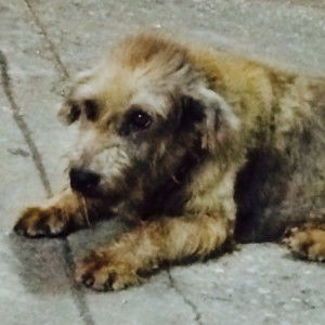 Ladyya Pimchanok profile icon