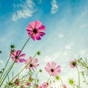 Suzanna ainur profile icon