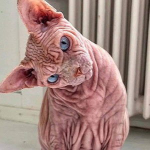 Sh Siti Aisyah profile icon