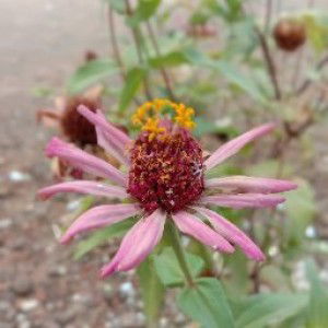 Azizah Basalamah profile icon